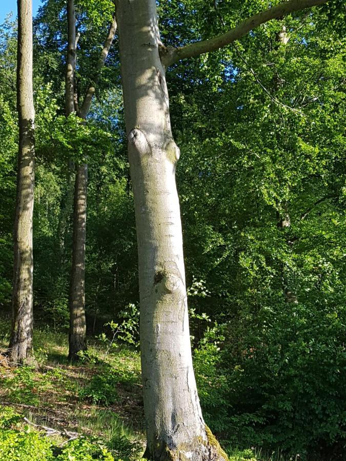 Pilgrims "Elfriede"- Freundliche Unterkunft Remblinghausen Kültér fotó